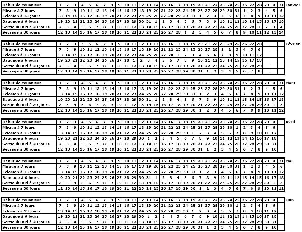 Calendrier de pontes au sevrage - Au Paradis des Canaris - A vos Plumes