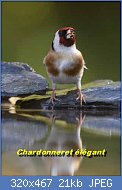 Cliquez sur l'image pour la voir en taille r�elle

Nom : chardonneret �l�gant.jpg
Affichages : 109
Taille : 21,0 Ko
ID : 101903