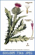 Cliquez sur l'image pour la voir en taille r�elle

Nom : 160_Onopordon_acanthium_L.jpg
Affichages : 119
Taille : 72,8 Ko
ID : 101904