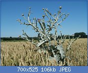 Cliquez sur l'image pour la voir en taille r�elle

Nom : onoporde acanthe (vue de la plante enti�re).jpg
Affichages : 119
Taille : 106,2 Ko
ID : 101905