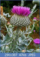 Cliquez sur l'image pour la voir en taille r�elle

Nom : Onopordum_acanthium_002.JPG
Affichages : 113
Taille : 46,9 Ko
ID : 101906