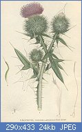 Cliquez sur l'image pour la voir en taille r�elle

Nom : cirsium vulgare (illustration).jpg
Affichages : 135
Taille : 24,5 Ko
ID : 101907