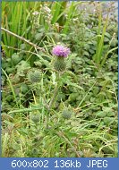 Cliquez sur l'image pour la voir en taille r�elle

Nom : plante cirse commun.jpg
Affichages : 129
Taille : 135,5 Ko
ID : 101908