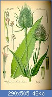 Cliquez sur l'image pour la voir en taille r�elle

Nom : 290px-Illustration_Dipsacus_fullonum0.jpg
Affichages : 106
Taille : 48,1 Ko
ID : 101909