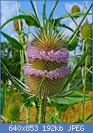 Cliquez sur l'image pour la voir en taille r�elle

Nom : Dipsacus_fullonum_002.JPG
Affichages : 117
Taille : 192,1 Ko
ID : 101910