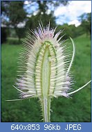 Cliquez sur l'image pour la voir en taille r�elle

Nom : Dipsacus-fullonum-interior.jpg
Affichages : 104
Taille : 95,9 Ko
ID : 101911