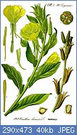 Cliquez sur l'image pour la voir en taille r�elle

Nom : 290px-Illustration_Oenothera_biennis0_clean.jpg
Affichages : 114
Taille : 40,2 Ko
ID : 101912