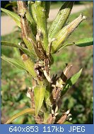 Cliquez sur l'image pour la voir en taille r�elle

Nom : 640px-Oenothera_biennis_20050829_331.jpg
Affichages : 122
Taille : 117,0 Ko
ID : 101913