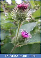 Cliquez sur l'image pour la voir en taille r�elle

Nom : Bardane-a-petites-tetes-Petite-bardane--Arctium--copie-2.jpg
Affichages : 107
Taille : 59,8 Ko
ID : 101914