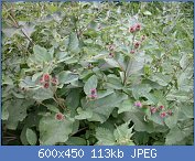 Cliquez sur l'image pour la voir en taille r�elle

Nom : Bardane-a-petites-tetes-Petite-bardane--Arctium--copie-1.jpg
Affichages : 118
Taille : 113,1 Ko
ID : 101915
