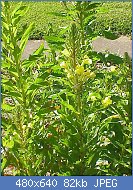 Cliquez sur l'image pour la voir en taille r�elle

Nom : Oenothera_biennis0.jpg
Affichages : 121
Taille : 81,8 Ko
ID : 101916