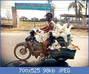 Cliquez sur l'image pour la voir en taille r�elle

Nom : vietnam_geese1__880vietnam.jpg
Affichages : 109
Taille : 98,3 Ko
ID : 103111