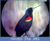 Cliquez sur l'image pour la voir en taille r�elle

Nom : 230081-oiseau-bec-epaulettes_1294224032  cinq.jpg
Affichages : 274
Taille : 36,8 Ko
ID : 103339