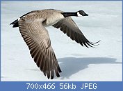 Cliquez sur l'image pour la voir en taille r�elle

Nom : 1280px-Canada-Goose-Szmurlo.jpg
Affichages : 100
Taille : 55,8 Ko
ID : 103719