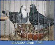 Cliquez sur l'image pour la voir en taille r�elle

Nom : pigeon-voyageur_0045.jpg
Affichages : 98
Taille : 45,9 Ko
ID : 103867