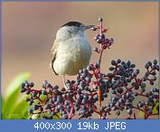 Cliquez sur l'image pour la voir en taille r�elle

Nom : fauvette-baies-sureau-L-mcR0U2  1111.jpg
Affichages : 109
Taille : 18,7 Ko
ID : 104281