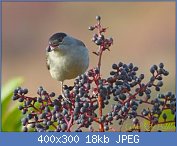 Cliquez sur l'image pour la voir en taille r�elle

Nom : fauvette-baies-sureau-L-OWDeIW 22222.jpg
Affichages : 96
Taille : 18,3 Ko
ID : 104282