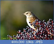 Cliquez sur l'image pour la voir en taille r�elle

Nom : fauvette-baies-sureau-L-ErR4en 44444.jpg
Affichages : 107
Taille : 19,2 Ko
ID : 104284