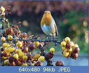 Cliquez sur l'image pour la voir en taille r�elle

Nom : malus-evereste-rouge-gorge 1.jpg
Affichages : 91
Taille : 93,9 Ko
ID : 104288