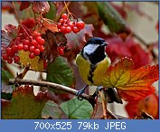 Cliquez sur l'image pour la voir en taille r�elle

Nom : m�sange-dans-les-baies.jpg
Affichages : 94
Taille : 78,7 Ko
ID : 104289