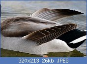 Cliquez sur l'image pour la voir en taille relle

Nom : 15507180928_a6067ef185_n 3.jpg
Affichages : 127
Taille : 26,3 Ko
ID : 104406