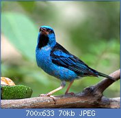 Cliquez sur l'image pour la voir en taille r�elle

Nom : 1024px-Dacnis_cayana.jpg
Affichages : 116
Taille : 70,1 Ko
ID : 104666