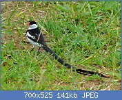 Cliquez sur l'image pour la voir en taille r�elle

Nom : Pin-tailed_Whydah_(Vidua_macroura)_(7080625739).jpg
Affichages : 132
Taille : 141,1 Ko
ID : 104673