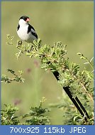Cliquez sur l'image pour la voir en taille r�elle

Nom : Pin-tailed_whydah,_Vidua_macroura,_at_Pilanesberg_National_Park,_Northwest_Province,_South_Afric.jpg
Affichages : 109
Taille : 114,8 Ko
ID : 104674