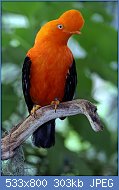 Cliquez sur l'image pour la voir en taille relle

Nom : Rupicola_peruviana_(male)_-San_Diego_Zoo-8.jpg
Affichages : 55
Taille : 303,2 Ko
ID : 107790