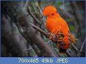 Cliquez sur l'image pour la voir en taille relle

Nom : Rupicola_rupicola.jpg
Affichages : 76
Taille : 49,3 Ko
ID : 107794