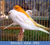 Cliquez sur l'image pour la voir en taille relle

Nom : indukan-kenari-f1.jpg
Affichages : 411
Taille : 62,0 Ko
ID : 108853