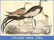 Cliquez sur l'image pour la voir en taille relle

Nom : 1280px-Hydrophasianus_chirurgus_Hardwicke.jpg
Affichages : 1561
Taille : 83,8 Ko
ID : 108885