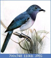 Cliquez sur l'image pour la voir en taille réelle
Nom : 800px-Hypothymis_coelestis_coelestis_Smit.jpg
Affichages : 151
Taille : 110,0 Ko
ID : 109005