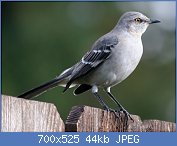 Cliquez sur l'image pour la voir en taille relle

Nom : Northern_Mockingbird3-cropped.jpg
Affichages : 135
Taille : 43,6 Ko
ID : 109014