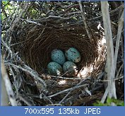 Cliquez sur l'image pour la voir en taille relle

Nom : 1024px-Mimus_polyglottos_eggs.jpg
Affichages : 130
Taille : 135,0 Ko
ID : 109015