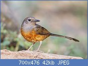 Cliquez sur l'image pour la voir en taille relle

Nom : 1280px-Copsychus_malabaricus_-_Khao_Yai.jpg
Affichages : 145
Taille : 42,1 Ko
ID : 109352