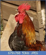 Cliquez sur l'image pour la voir en taille r�elle

Nom : le-coq-ne-se-sert-pas-que-de-la-lumiere-pour-pousser-son-cocorico-mais-aussi-et-surtout-de-son-h.jpg
Affichages : 213
Taille : 53,0 Ko
ID : 110353