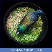 Cliquez sur l'image pour la voir en taille relle

Nom : le-magnifique-pigeon-de-Nicobar-ou-Nicobar-a-camail-cousin-dodo-9.jpg
Affichages : 167
Taille : 103,6 Ko
ID : 110553
