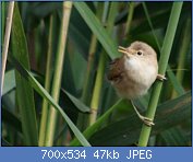 Cliquez sur l'image pour la voir en taille r�elle

Nom : Acrocephalus_scirpaceus_IMG_7467.jpg
Affichages : 151
Taille : 47,2 Ko
ID : 111226