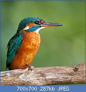 Cliquez sur l'image pour la voir en taille r�elle

Nom : 20110924-3D0T2278_MOD_FRAME_resize.jpg
Affichages : 151
Taille : 286,6 Ko
ID : 111228