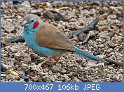 Cliquez sur l'image pour la voir en taille relle

Nom : Red-cheeked_Cordon-bleu_(10745403966)_(cropped).jpg
Affichages : 77
Taille : 105,8 Ko
ID : 112448