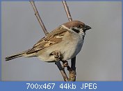 Cliquez sur l'image pour la voir en taille r�elle

Nom : moineau_friquet_pafi_4g.jpg
Affichages : 122
Taille : 44,5 Ko
ID : 112696