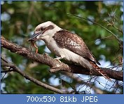 Cliquez sur l'image pour la voir en taille r�elle

Nom : Dacelo_novaeguineae_-Sydney,_Australia_-frog_in_beak-8.jpg
Affichages : 111
Taille : 80,6 Ko
ID : 112882