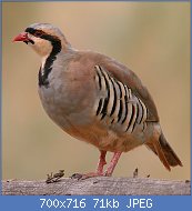 Cliquez sur l'image pour la voir en taille r�elle

Nom : 800px-Alectoris-chukar-001.jpg
Affichages : 80
Taille : 70,5 Ko
ID : 112914