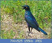 Cliquez sur l'image pour la voir en taille réelle
Nom : Greater_Blue-eared_Starling_(Lamprotornis_chalybaeus)_(6035291901).jpg
Affichages : 1333
Taille : 155,0 Ko
ID : 112921