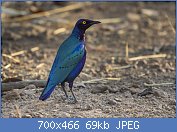 Cliquez sur l'image pour la voir en taille r�elle

Nom : Purple_Glossy-Starling_-_Gambia_(32496309592).jpg
Affichages : 1344
Taille : 69,3 Ko
ID : 112923