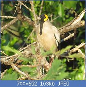 Cliquez sur l'image pour la voir en taille r�elle

Nom : Creatophora_cinerea,_manlik,_Pietersburg,_Kellermann,_b.jpg
Affichages : 1333
Taille : 102,5 Ko
ID : 112925