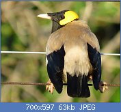 Cliquez sur l'image pour la voir en taille réelle
Nom : Creatophora_cinerea,_manlik,_Pietersburg,_Kellermann,_a.jpg
Affichages : 1351
Taille : 63,3 Ko
ID : 112926