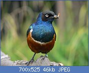 Cliquez sur l'image pour la voir en taille r�elle

Nom : 1280px-Dreifarbenglanzstar_2007-09-01_199.jpg
Affichages : 1324
Taille : 46,3 Ko
ID : 112929