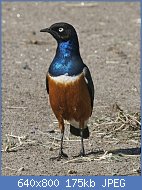 Cliquez sur l'image pour la voir en taille r�elle

Nom : Superb_Starling_(Lamprotornis_superbus)_1.jpg
Affichages : 1362
Taille : 175,4 Ko
ID : 112930